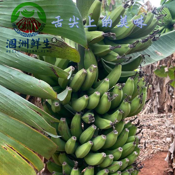 涠洲鲜生：火山土壤生态老品种火山香蕉（精选）