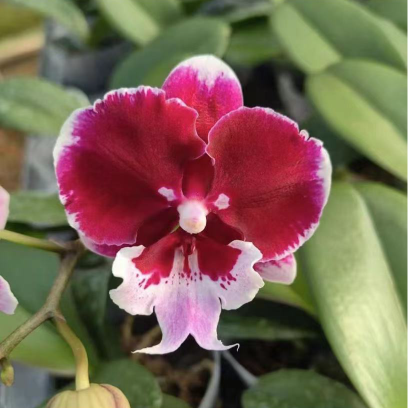 带花苞《玫瑰酱》2.8寸杯【消苞不售后】蝴蝶兰