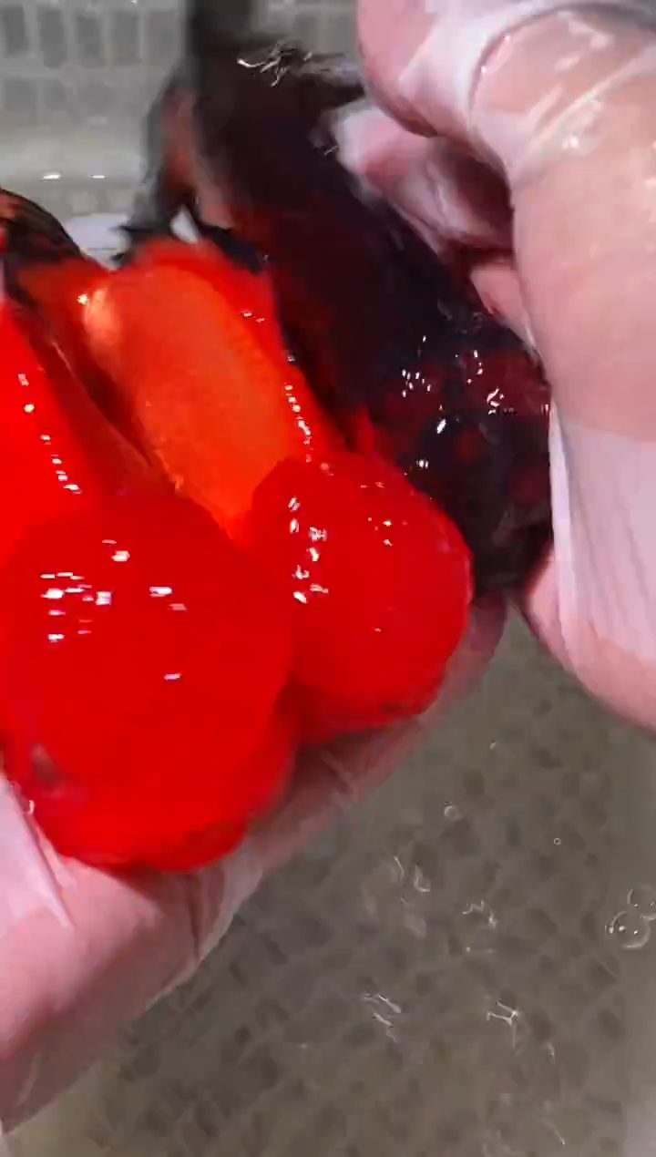 金鱼鱼之源一物一拍链接/无开箱视频不售后3