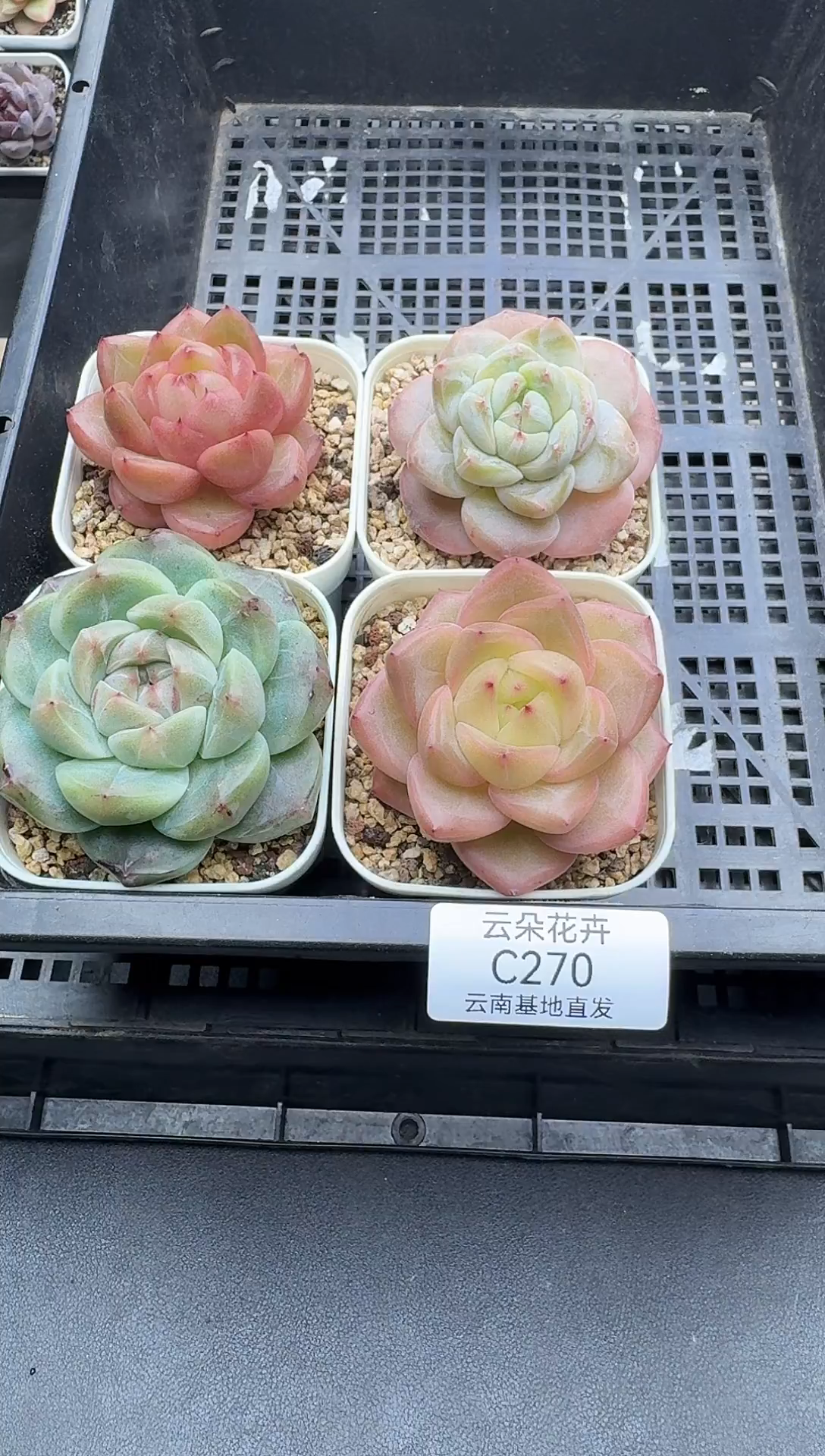 珍妮杂交多肉C270