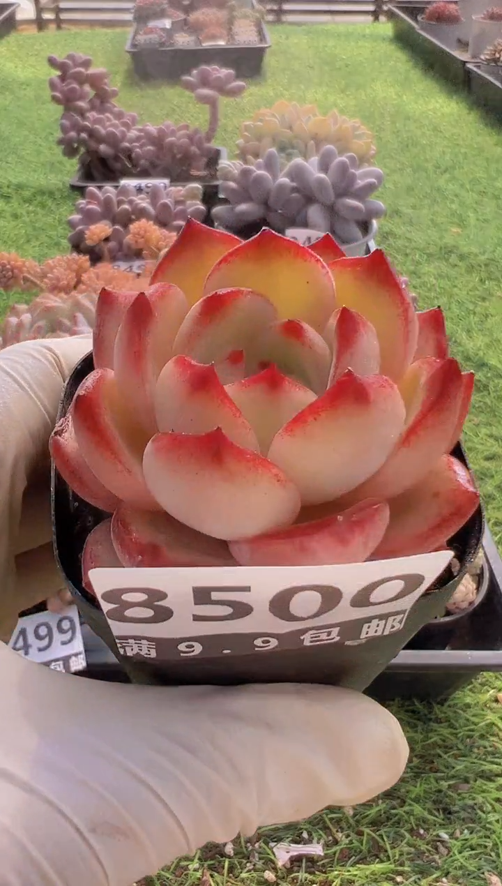 【闪购商品】信福多肉一物一拍