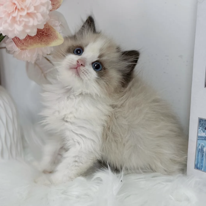 全品类宠物布偶金渐层银渐层蓝猫等