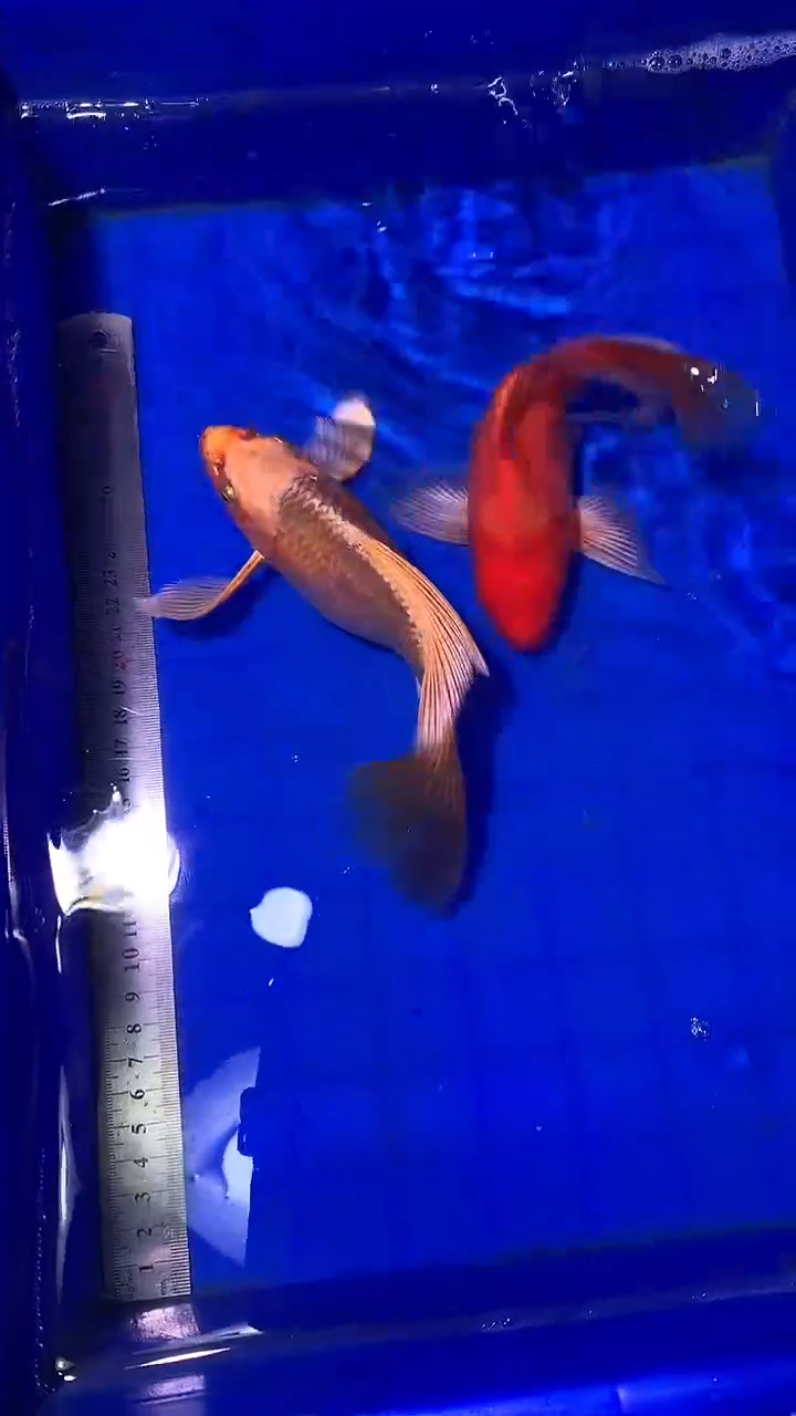 蝴蝶鲤鱼蝴蝶鲤直播选鱼专用链接 凭开箱视频售后