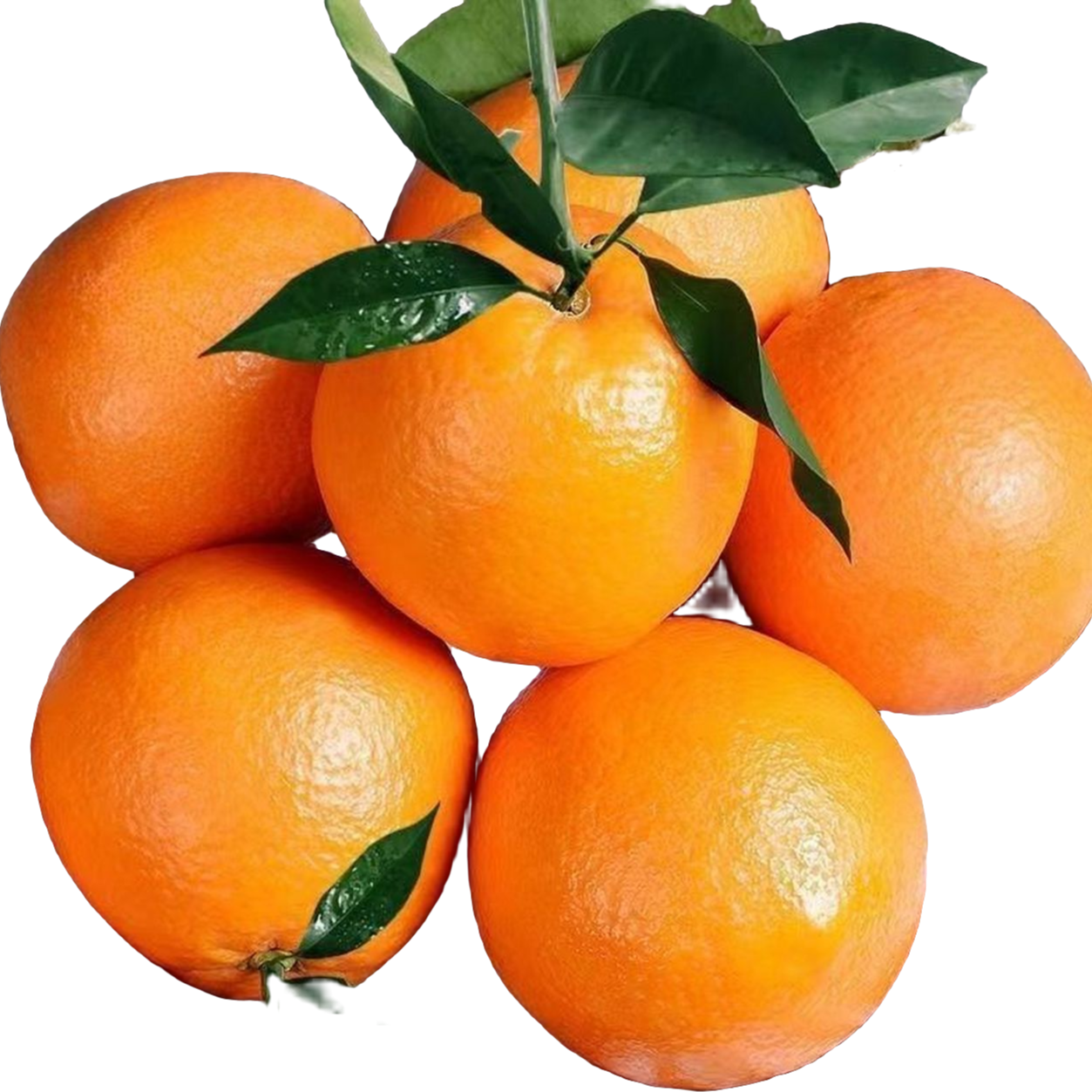 赣南脐橙树上新鲜采摘【年后官方补贴】