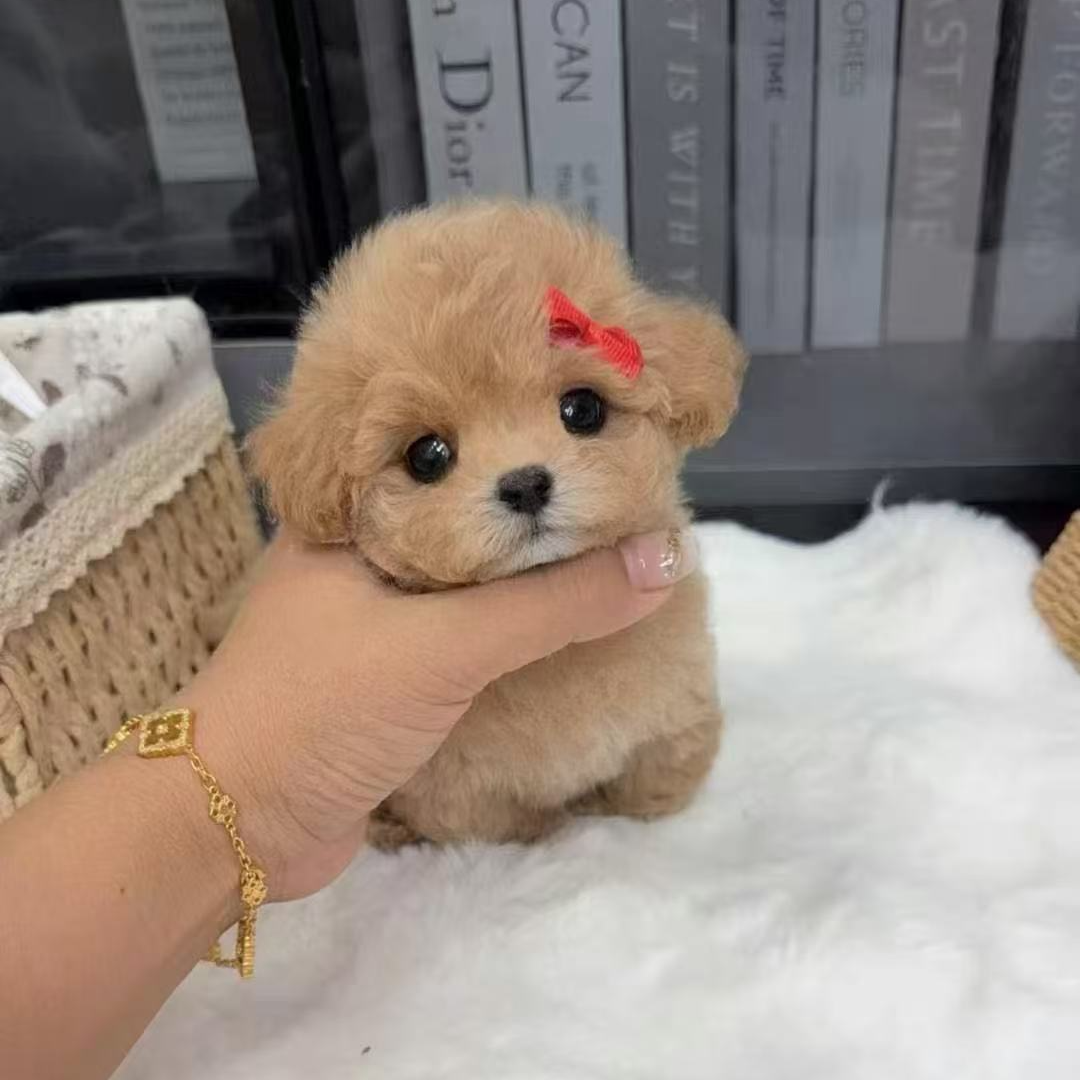 （洋洋萌宠）狗狗活体