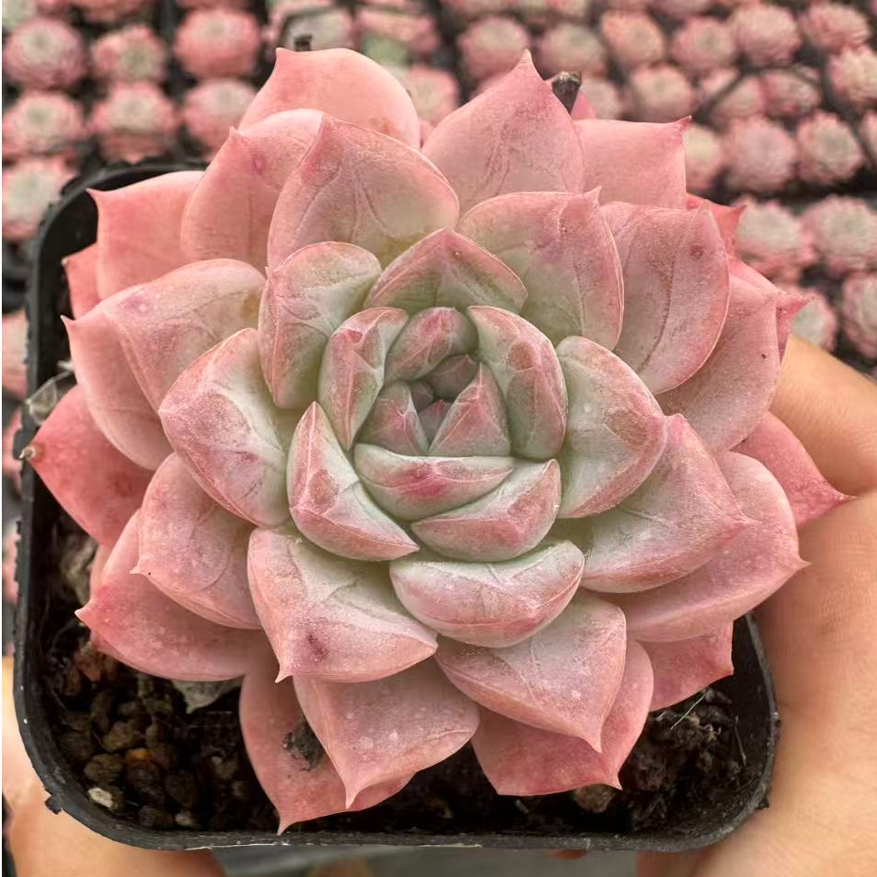 6#可可甜心多肉植物  前男友精品多肉sm0328