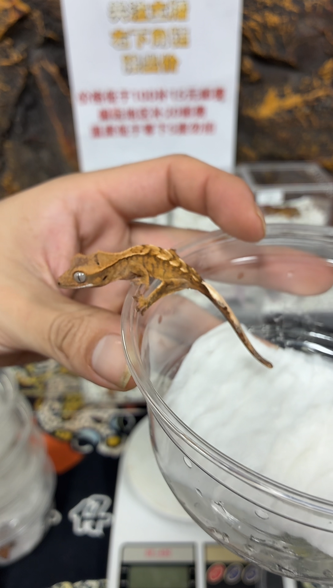 睫角守宫睫角守宫