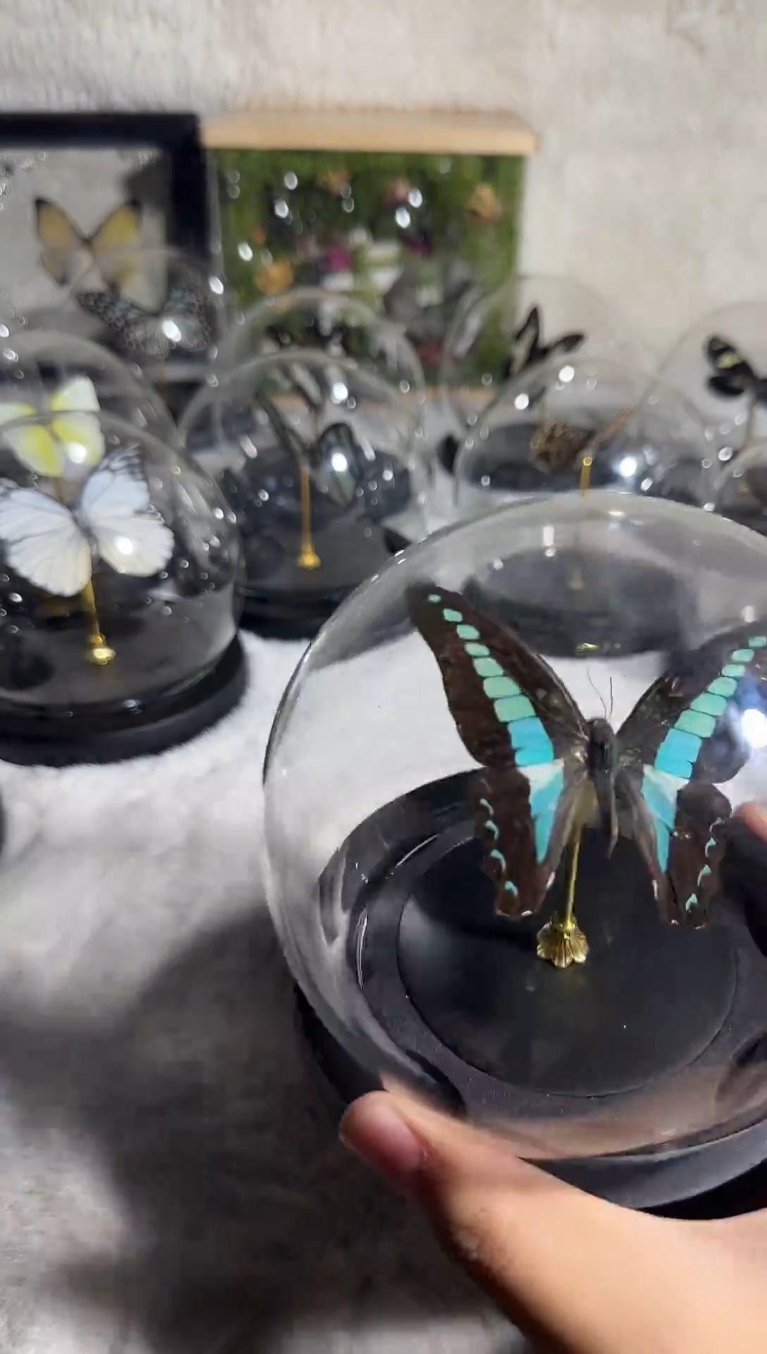 有机玻璃B青凤蝶