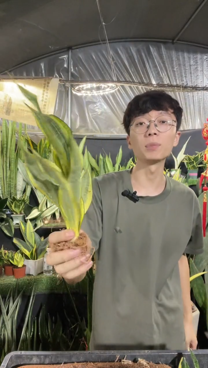 小号水月兰裸根9.99