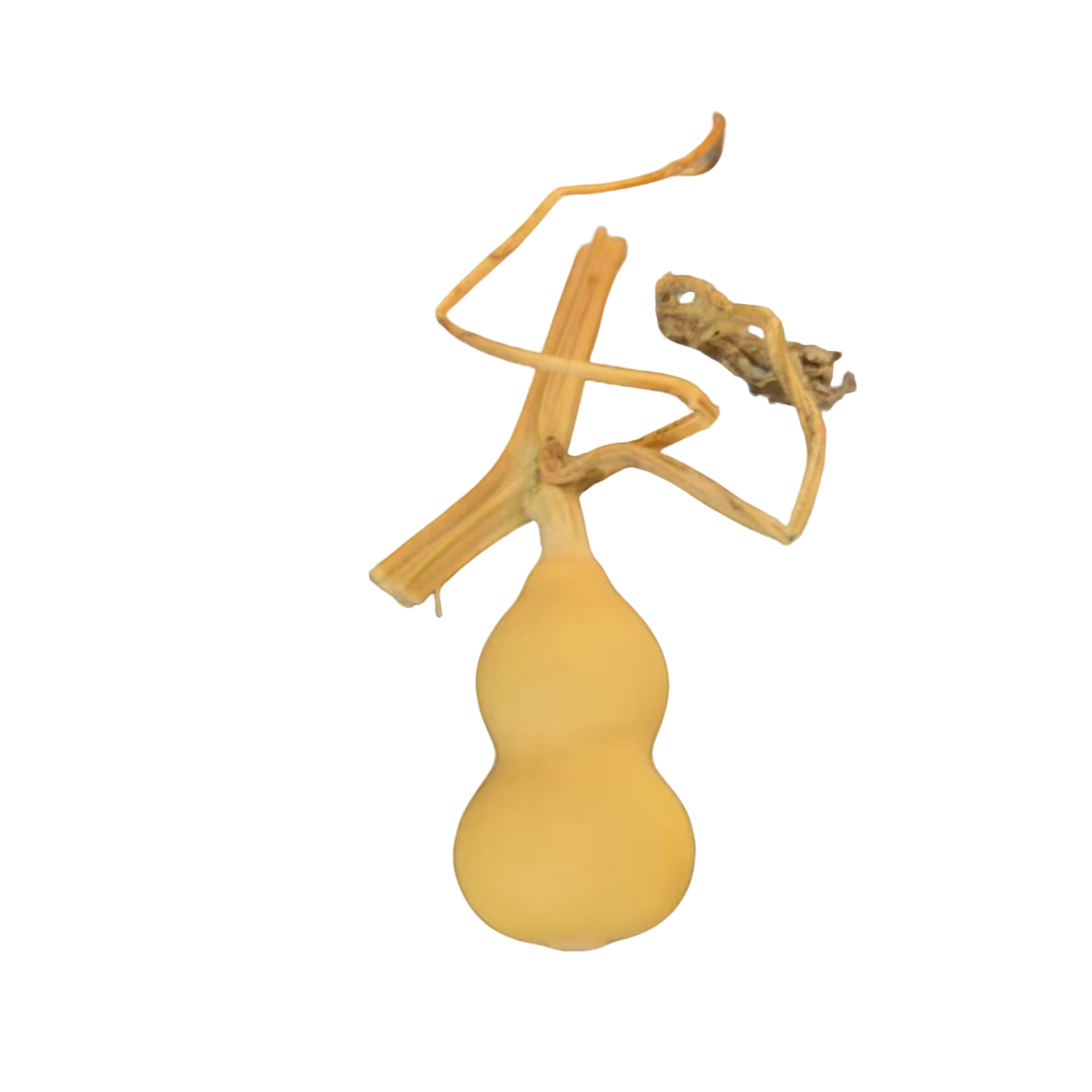 3号链接精品小奶瓶葫芦