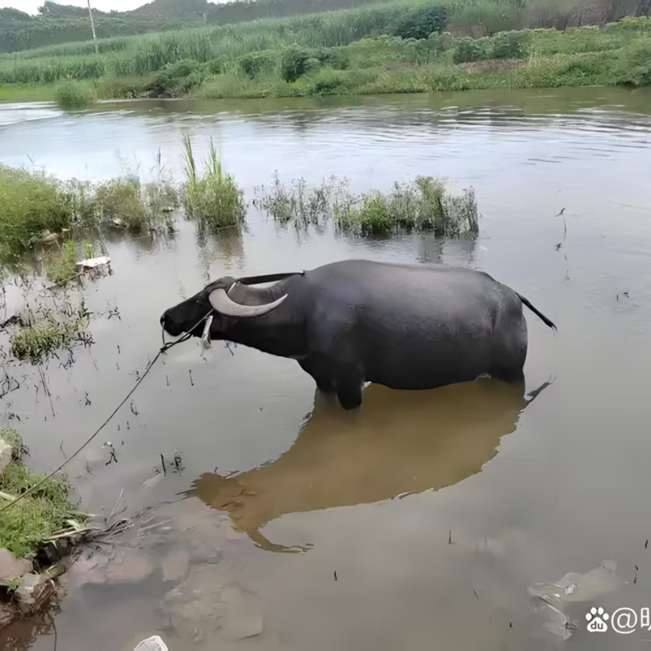 苏北草饲散养老水牛