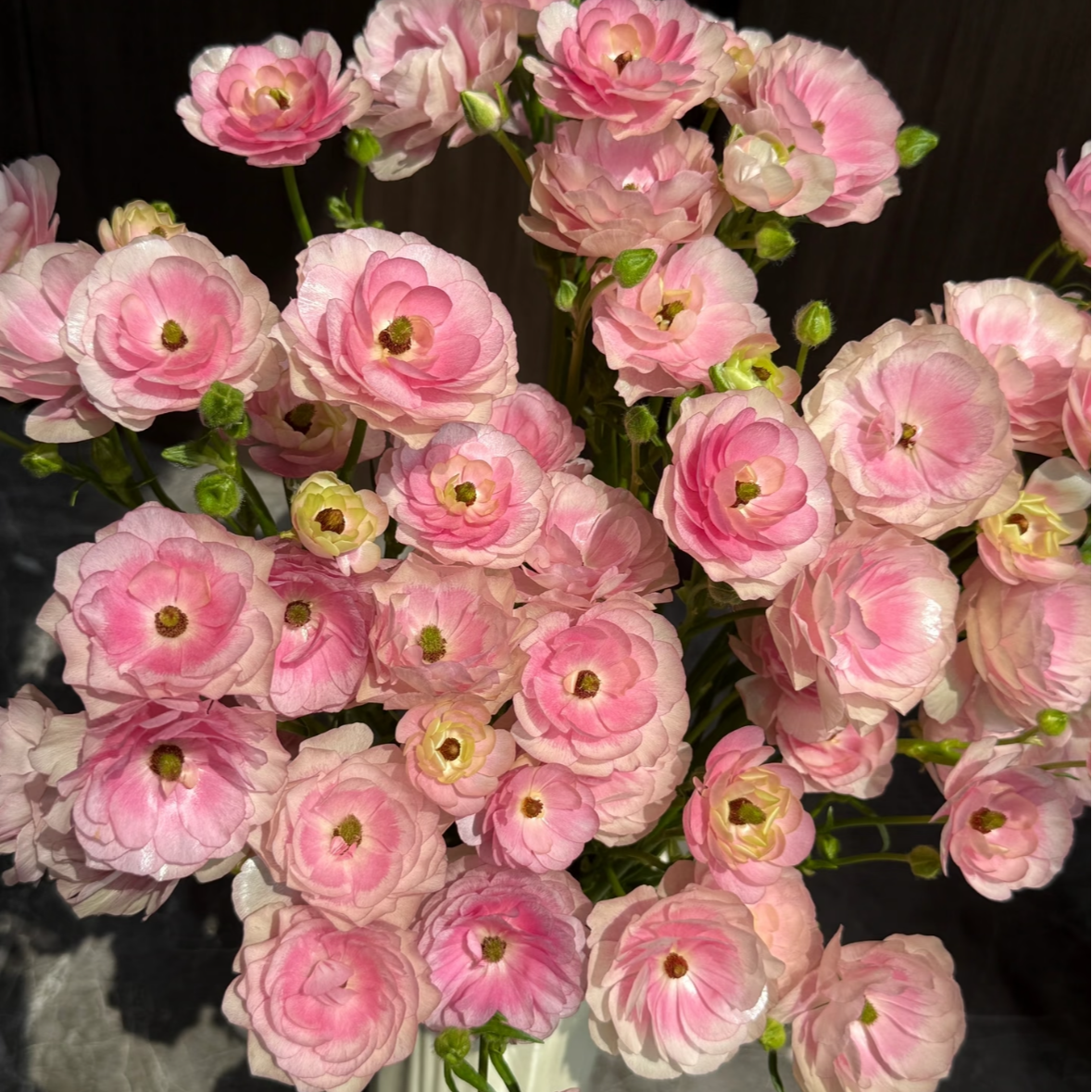 【一品花集】重瓣【粉】蝴蝶洋牡丹 云南昆明基地直发家用鲜花