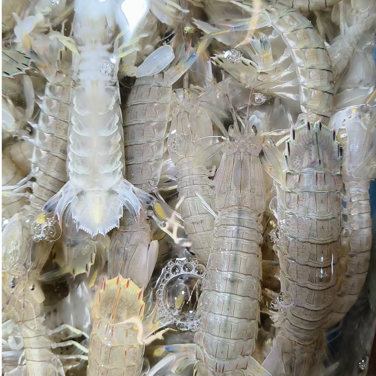 （现挑现选）缺氧皮皮虾3斤装/加冰发货/不保活/杭州同城1小时