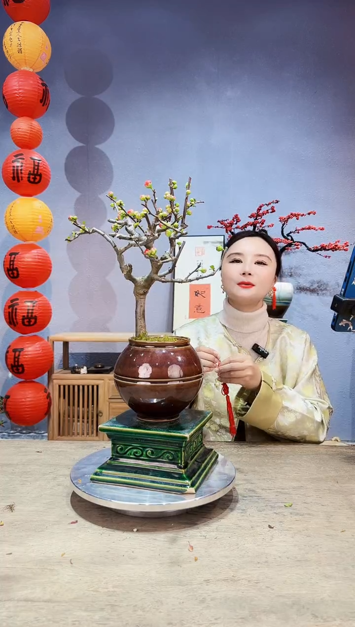 【闪购商品】盆景海棠 长寿冠