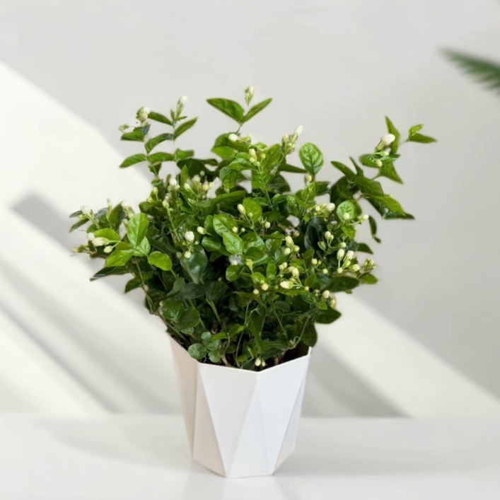 重瓣香水茉莉花盆栽地栽阳台绿植花卉开花香喜阳喜水好养活