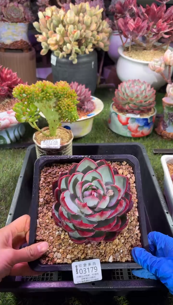 【闪购商品】03179