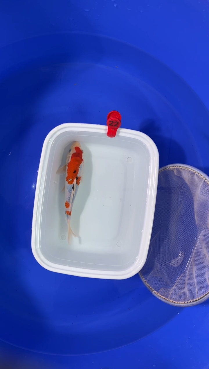 锦鲤活体二号链接