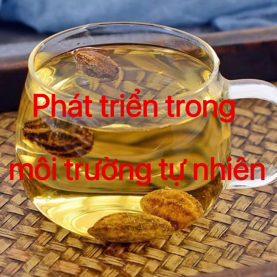【xj专属】越南黄金果 精品严选 
