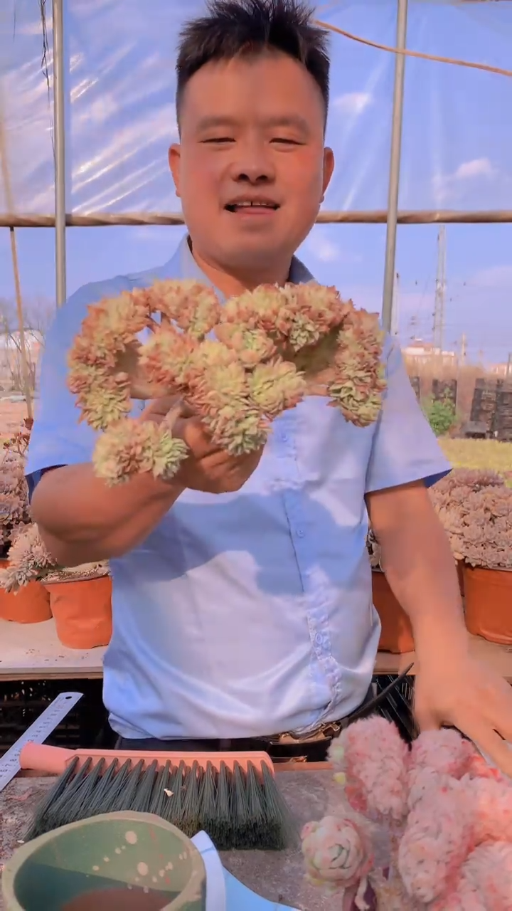 【闪购商品】三色堇缀170