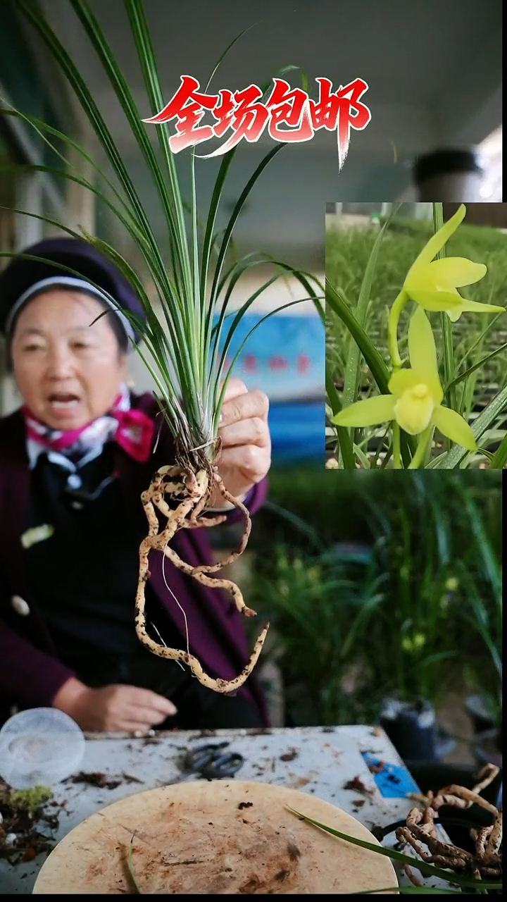 当前无花栽培后可以开花金江素荷