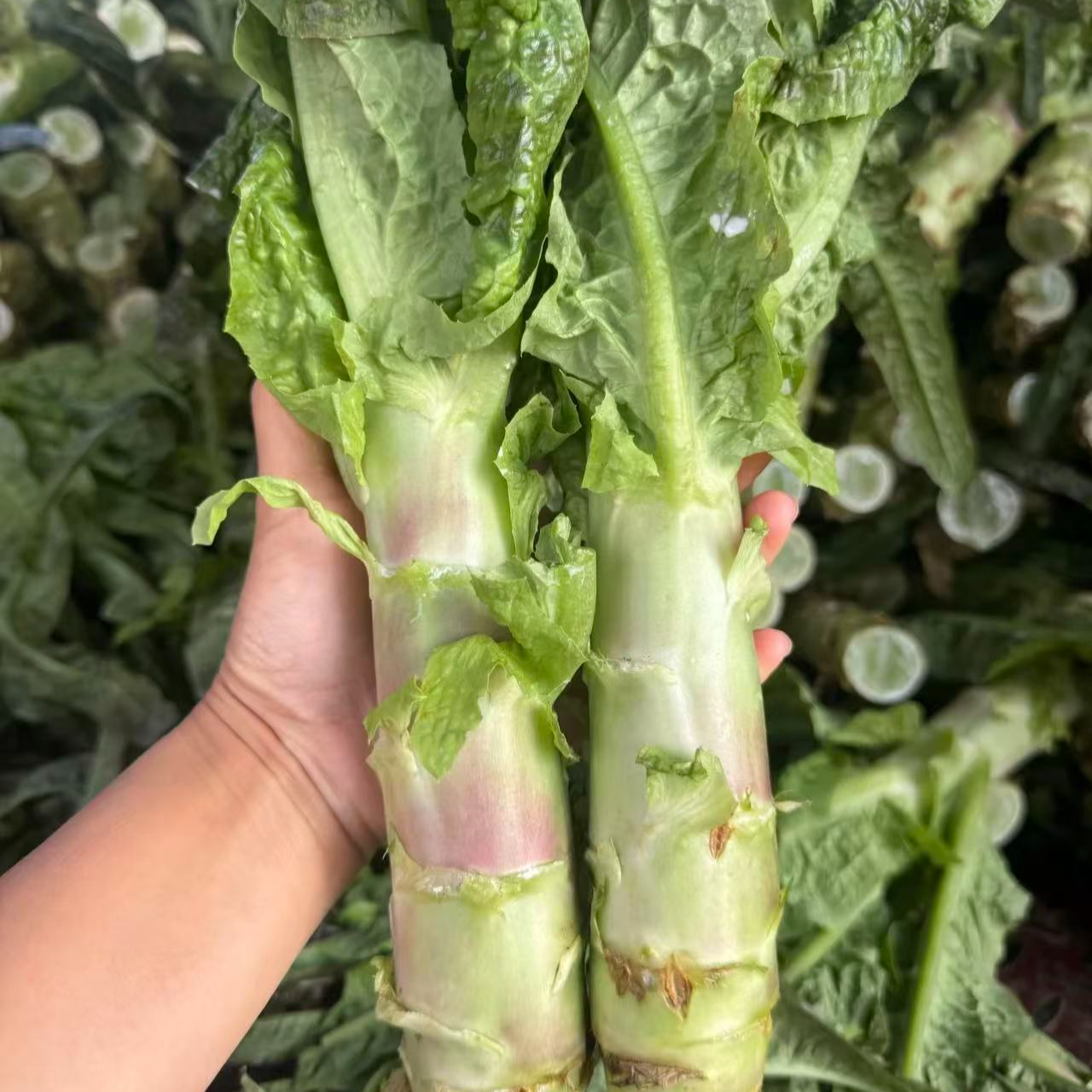 湖北广水农家莴笋尖带叶子一起发货