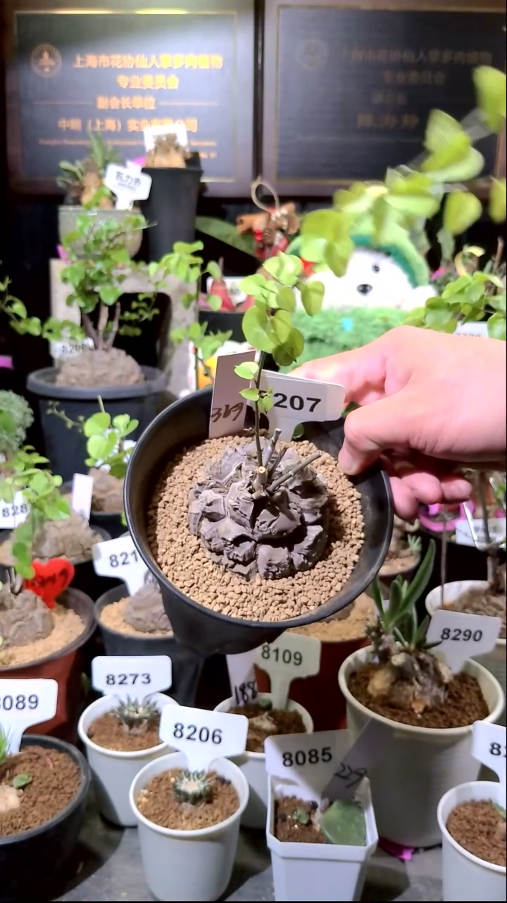 8207号1225福利南非龟甲龙错甲