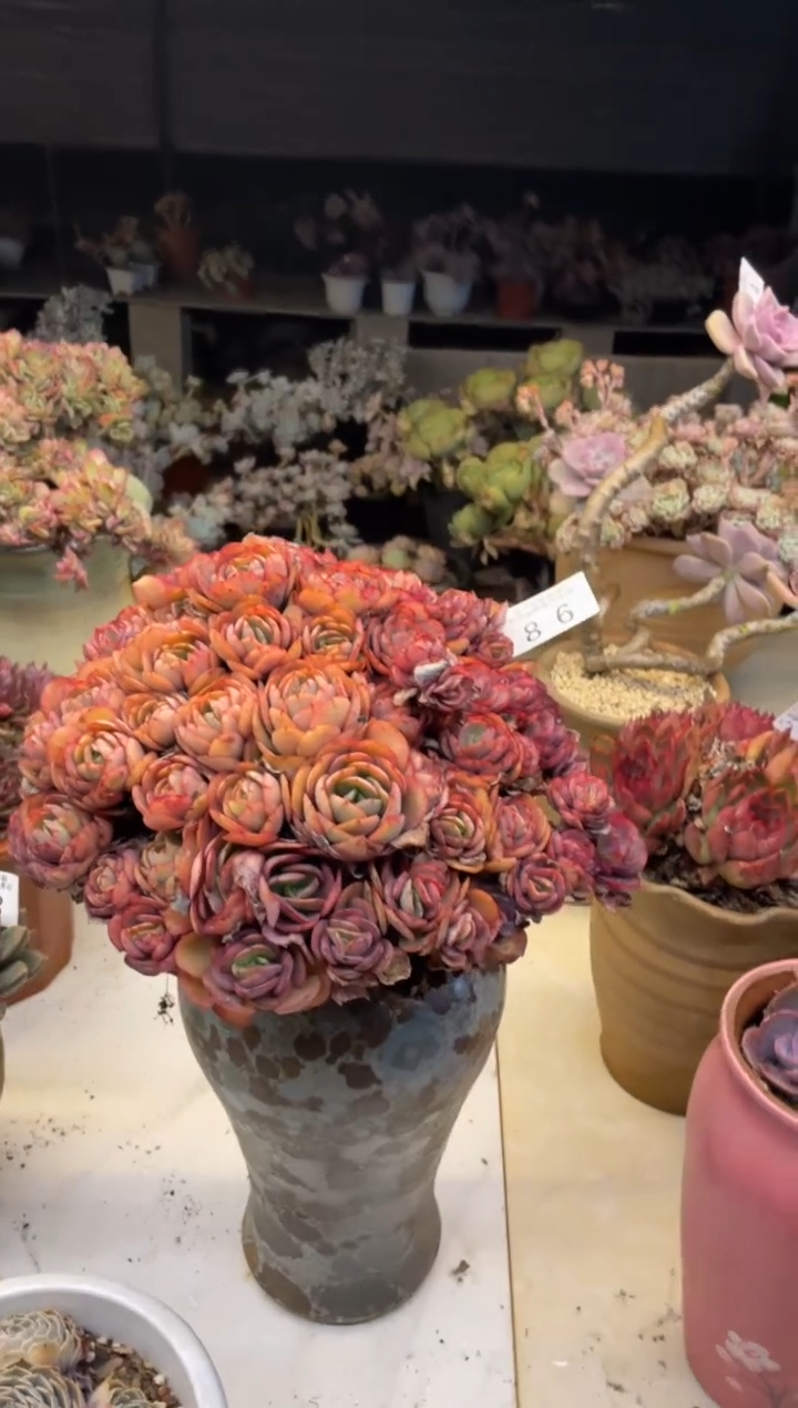 【闪购商品】86秀妍