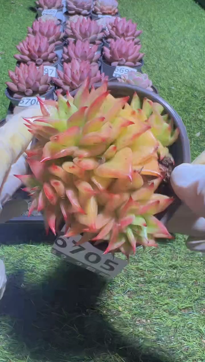 【闪购商品】信福多肉一物一拍