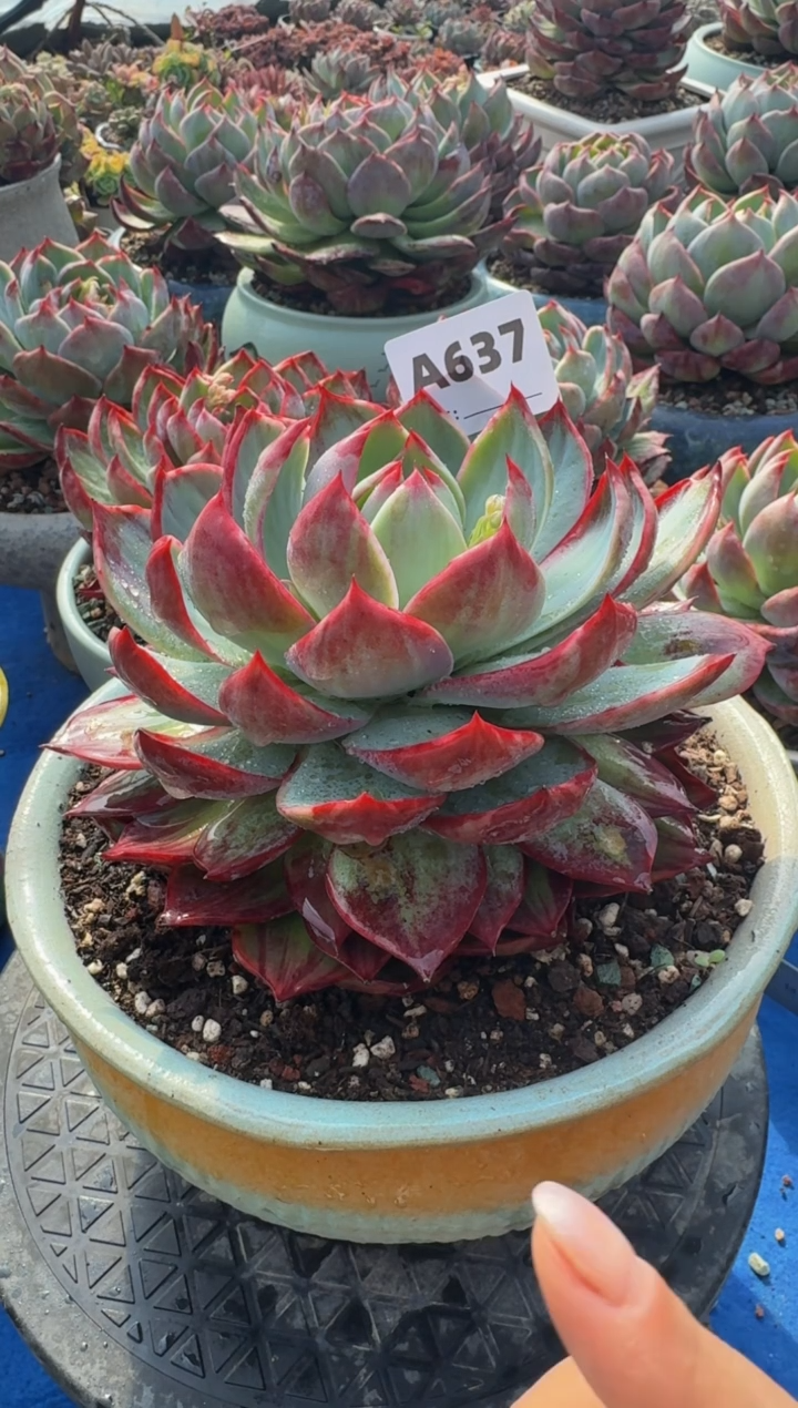 【闪购商品】A637惊鸿仙子（裸根发货）