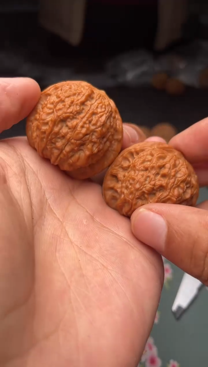 核桃a228  血麒麟 38尺