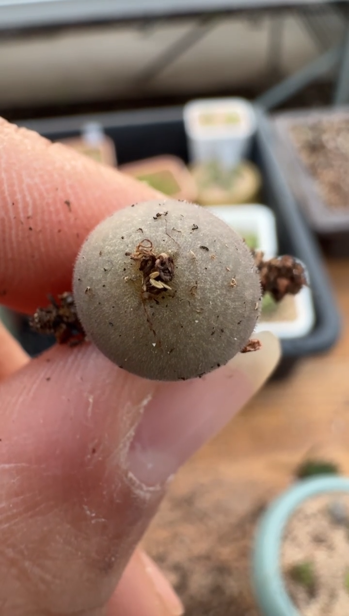 【闪购商品】2.5-297