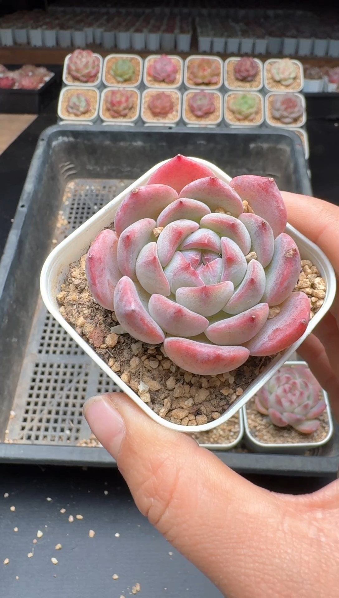 【闪购商品】851A物拍多肉带盆土6.5杯拍3颗包柚