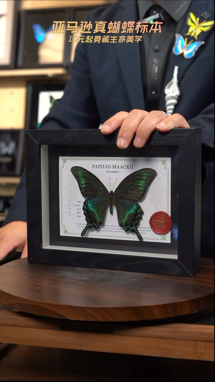 绿带翠凤蝶夏型8寸黑框国风版