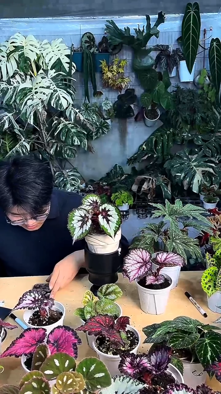 完全开放抹茶巧克力
