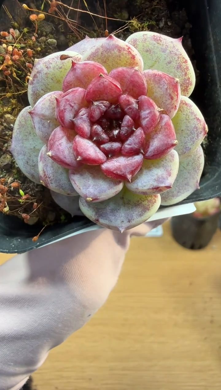 东云多肉园二店-282