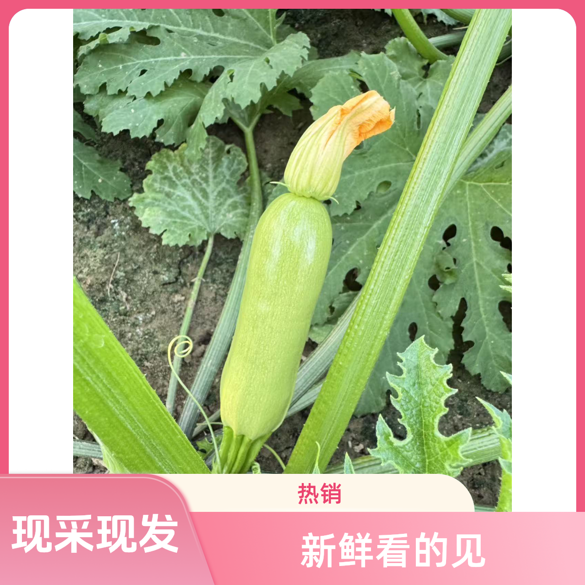 山东青州产地新鲜西葫芦农家自种现采现发角瓜新鲜六叶瓜