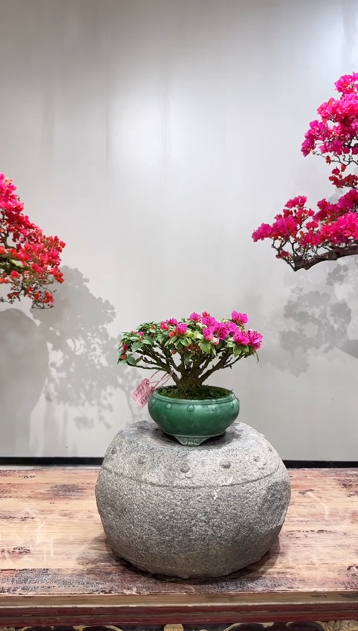 【闪购商品】盆景小桃红