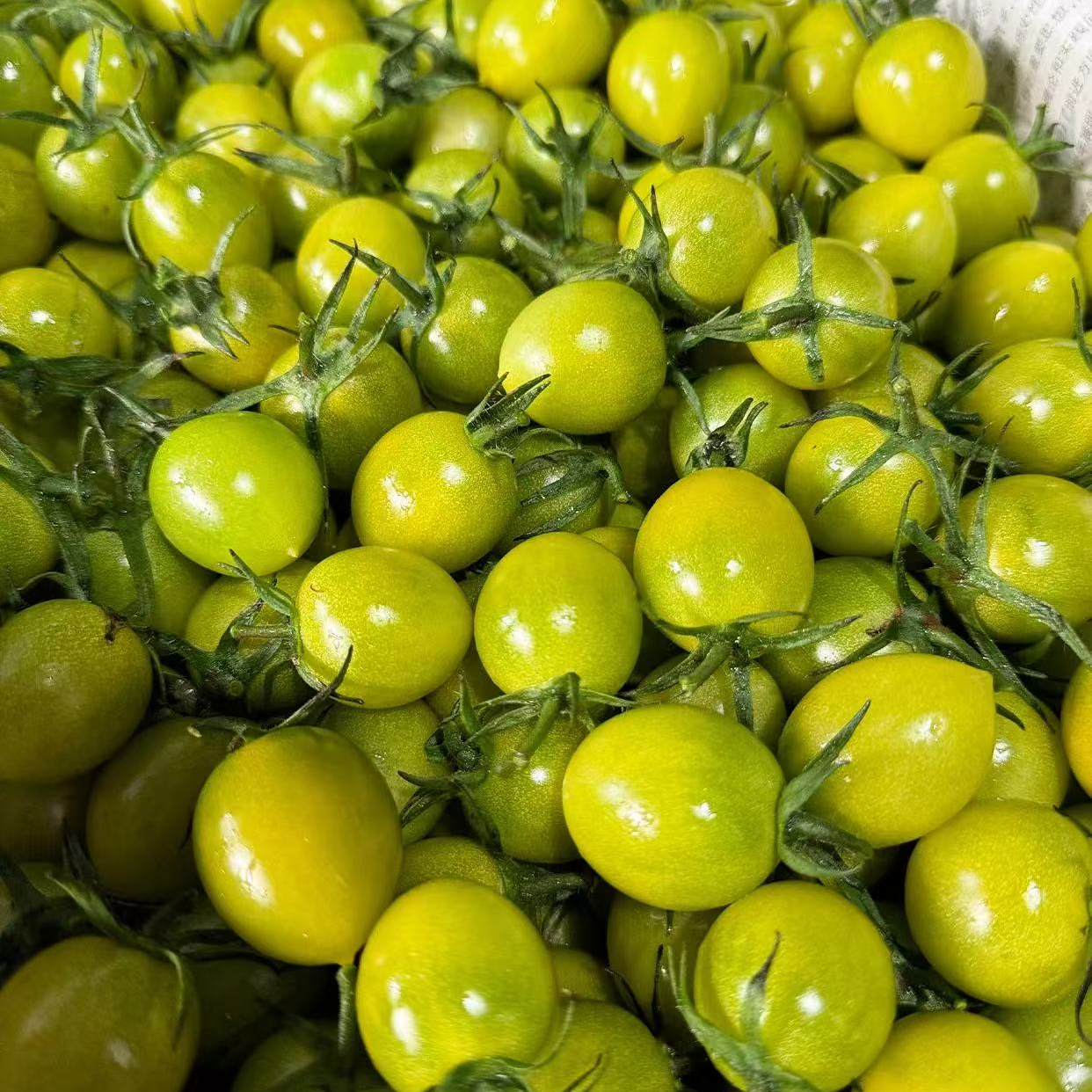 8蜜露禧柿   糯糯的青衣小番茄  净重5斤