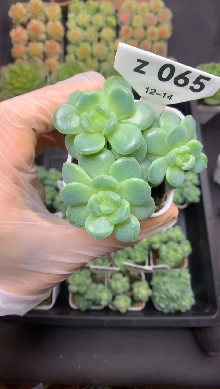 z065 香菜珍妮群生 可带盆土 59.9