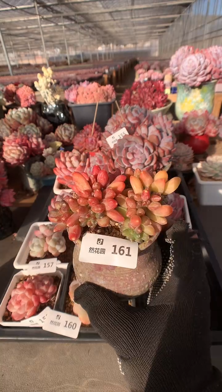 161千代田多肉植物一物一拍