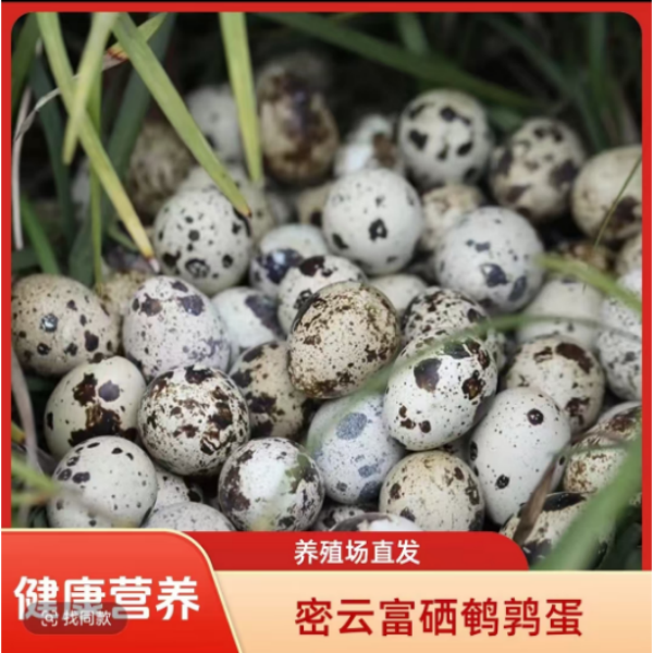 富硒鹌鹑蛋70枚 北京密云河南寨产地直发