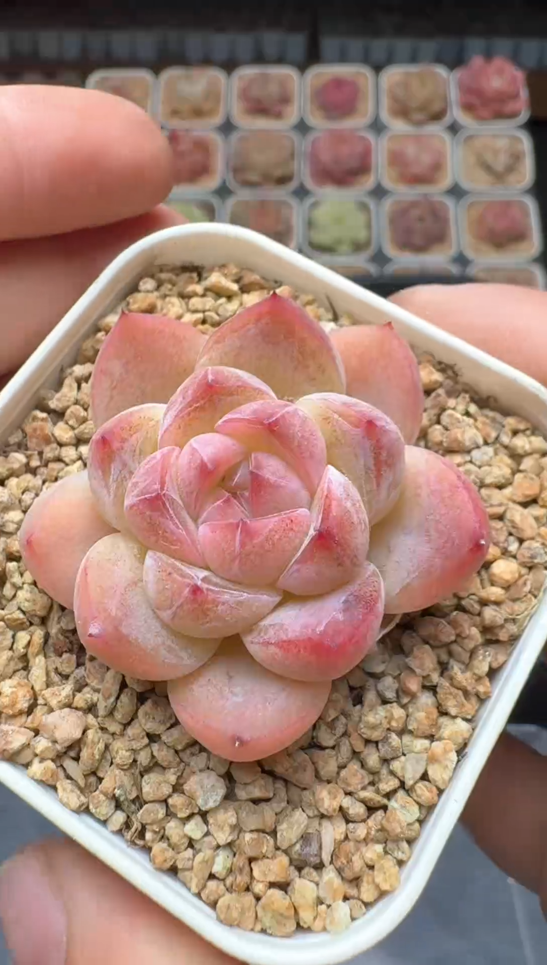 【闪购商品】3单包邮珍妮多肉一物一拍497