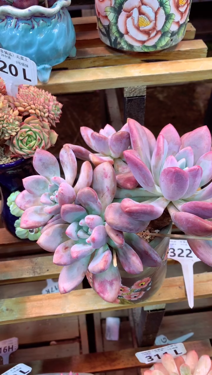 322L（一物一拍，精品多肉，所见即所得 ）