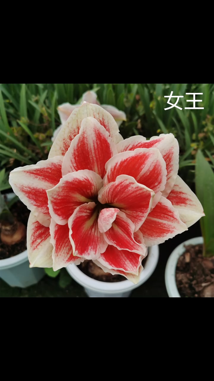 朱顶红女王3厘米