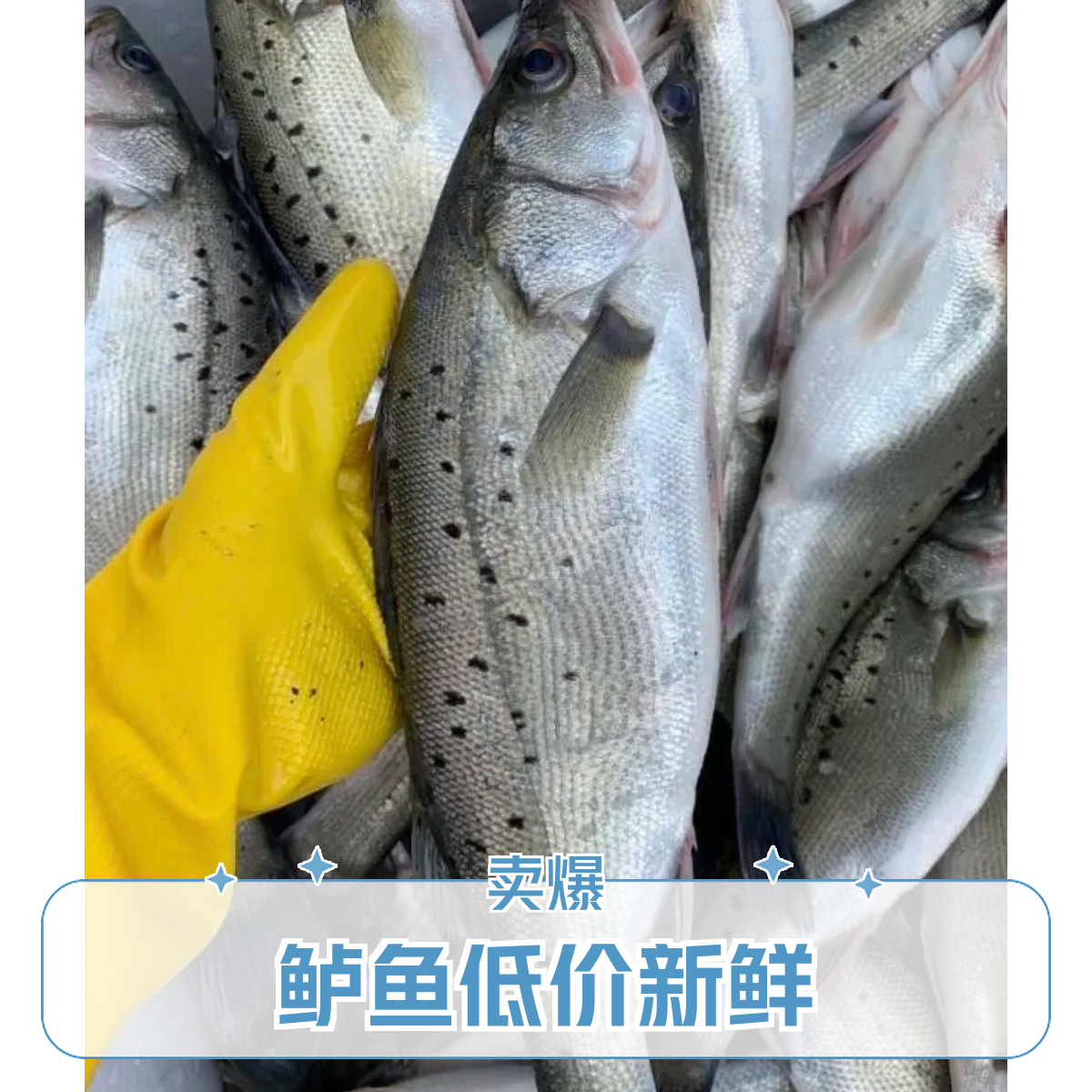 鲈鱼鲜冻礼盒4斤（1斤/条）