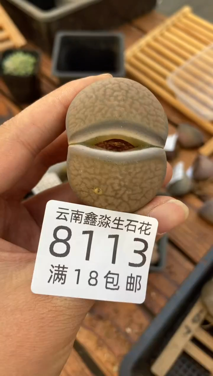 【闪购商品】8113特价一颗有疤