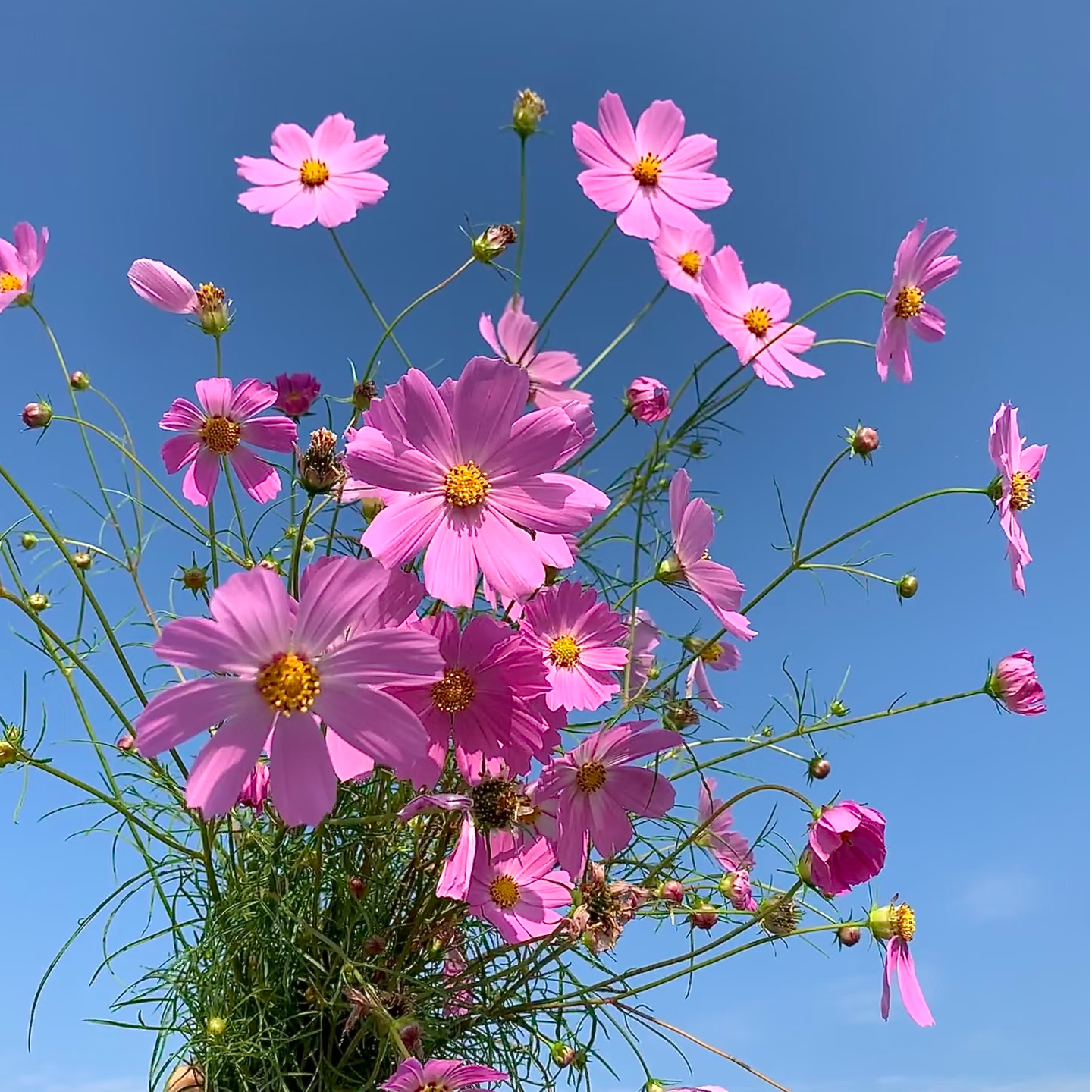 【买一送一】粉色格桑花一把  云南  基地  鲜花   水养  家养
