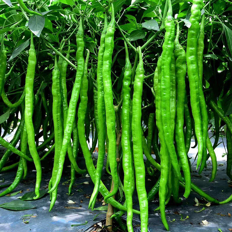 长线椒香辣薄皮特长辣椒种子阳台盆栽高产早熟线椒种子四季家庭播