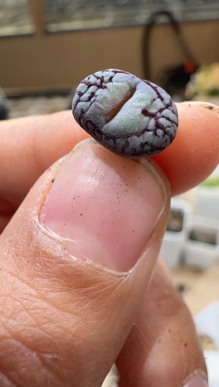 开***?多肉植物肉锥3-406