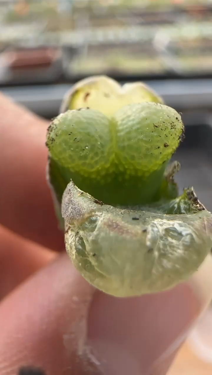 【闪购商品】15-98